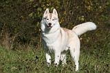 SIBERIAN HUSKY 885